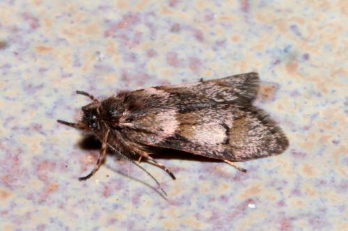 Réf. 201 948 : Dasystoma salicella